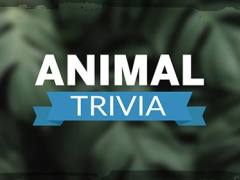 Animal Trivia HD